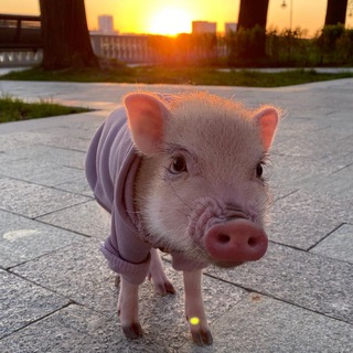 Логотип @percivald_piglet - Минипиг Персик 🐷