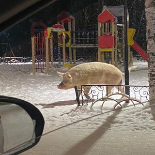 Логотип @perdarin - Пер-дарин