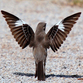 Логотип @peresmeshniki - Пересмешники