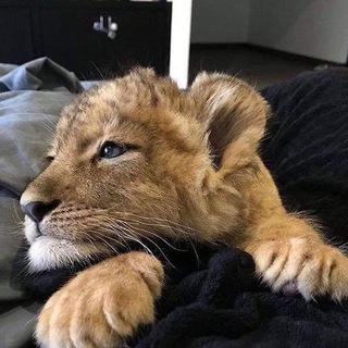 Логотип @perestannnnn - перестань