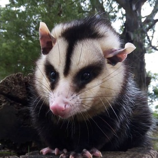 Логотип @perevodopossum - Переводовай @ преподи