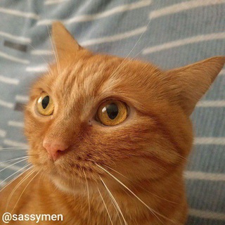 Логотип @perexod_sassymen - Переходник @sassymen