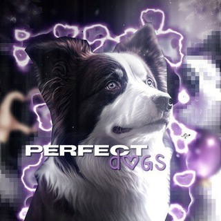 Логотип @perfectdogs1 - 🔮Perfect dogs🫶