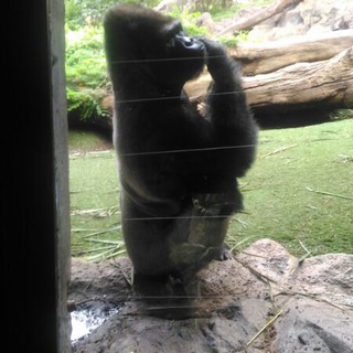 Логотип @perl5 - Perl