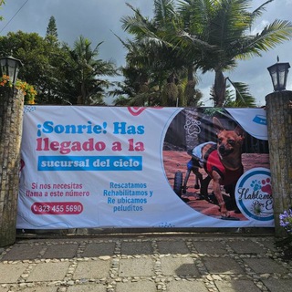 Логотип @perrosenadopcion - Perros en adopción