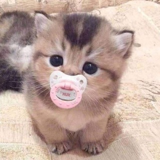 Логотип @perzhiki - пёржики