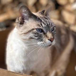 Логотип @pesdacat - Пёс да кот