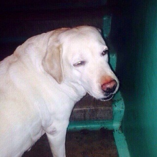 Логотип @pesely_memes - Пёсели