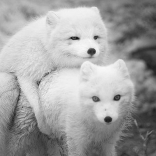 Логотип @pesets_sp500 - Песец крадётся незаметно 🙈