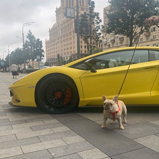 Логотип @pesiki - Вижу песеля - фоткаю 📸