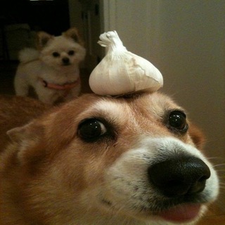 Логотип @pesseli - Всякие собачки