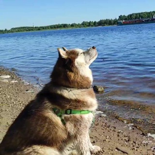 Логотип @pesshusky - Просто Хась