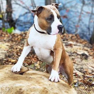 Логотип @pesvegas - Пёс Вегас