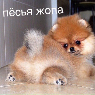 Логотип @pesyajepa - чокасаемо пёсьей жопы