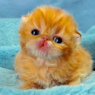 Логотип @pet_mimi - МИМИМИ