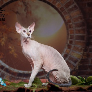 Логотип @peterbald_msk - Котята Петерболды, Ориенталы и Сиамы