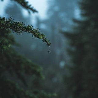 Логотип @petrichorone - Petrichor