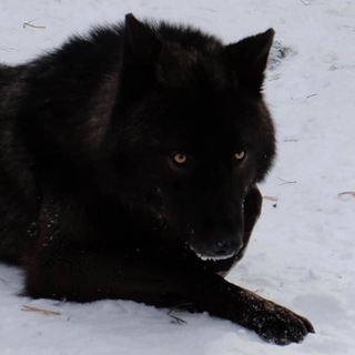 Логотип @petricordesu - петрикор 玄