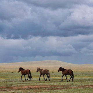 Логотип @petroglyphs - Петроглифы