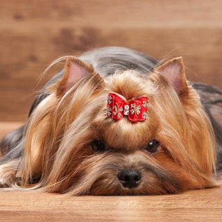 Логотип @pets_discount - Лохматый магазин