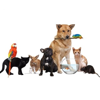 Логотип @pets_kropotkin - Животные|Объявления|Кропоткин 🐕‍🦺🐈🐠🐍🐢🐇🐁🐀🦔🦜