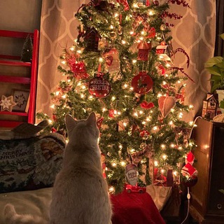Логотип @pets_shop_me - 𝒎𝒖𝒓𝒛𝒊𝒍𝒌𝒊🐾