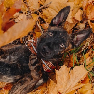 Логотип @petsandtails - Pets_and_tails (Мария Полонникова)