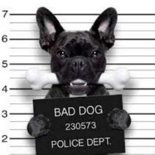 Логотип @petswag - 菲律宾🇵🇭宠物交流群