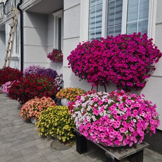 Логотип @petunii39 - Петунии Калининград Petunii39