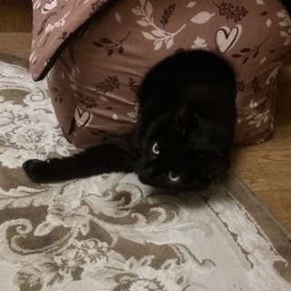 Логотип @pezza13 - Пятница13