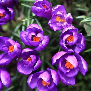 Логотип @pflanzenmedium - Pflanzen-Medium & Kräuterwissen