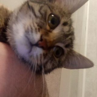 Логотип @pfntz - Канал для Анал