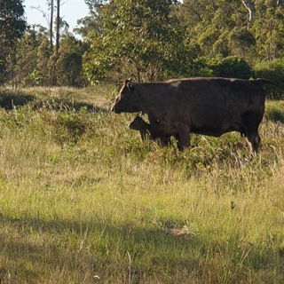 Логотип @pftcchannel - What was once a dream