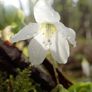 Логотип @pharmtech - Pharm Технология