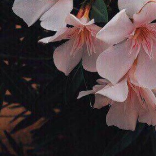 Логотип @pheheh - why