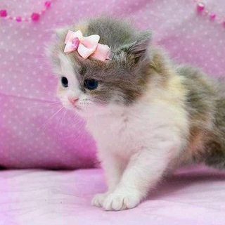 Логотип @philfuckmemesmyproblemes - Philfuck memes діскусьйон