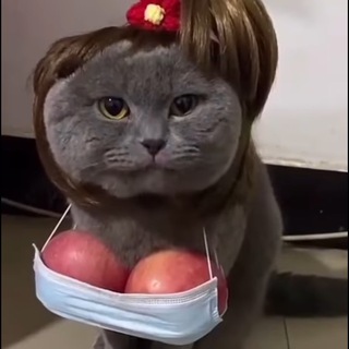 Логотип @phoenixshot - Artem&NadyaPhoenix