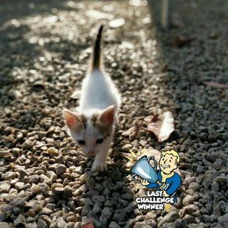 Логотип @photo_challenger - 📸PHOTO CHALLENGE📸