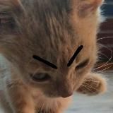 Логотип @photobatlllli - REALNEE