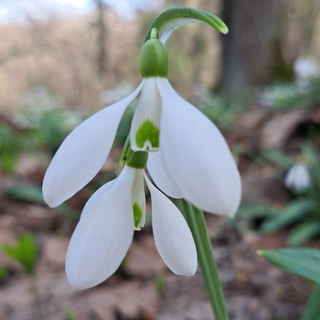 Логотип @photoreportashi - ФОТОРЕПОРТАЖИ