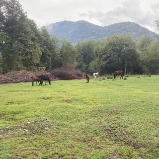 Логотип @photosforprank - Фото для пранка | Цитаты Видео