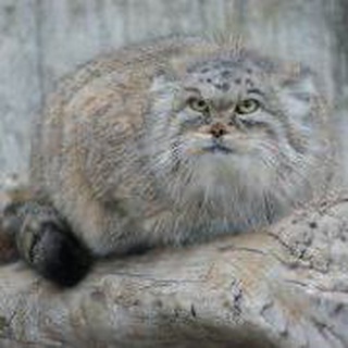 Логотип @phprus_blog - Vladislav Shchapov