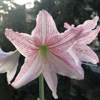 Логотип @piantefiori - Piante, Fiori & Giardinaggio