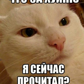 Логотип @piarcat7 - Сборник пиар чатов