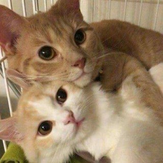 Логотип @piartimebyhhabit - шкафчик ♡🪜