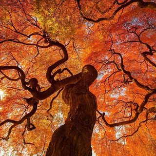 Логотип @pic_mob2023 - عکاسی با موبایل Mobile Photography Group