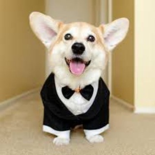 Логотип @picb_dog - Пёс по имени Пиз