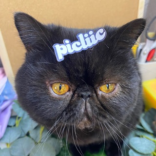 Логотип @picliic - PICLIIC