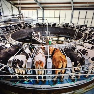 Логотип @picturechnaja - Пикчуречная