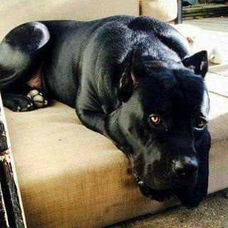 Логотип @pidbull07 - Pit bull_01🐶